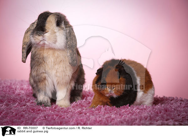 Kaninchen und Meerschweinchen / rabbit and guinea pig / RR-70007