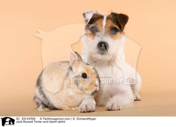 Jack Russell Terrier and dwarf rabbit / SS-44599