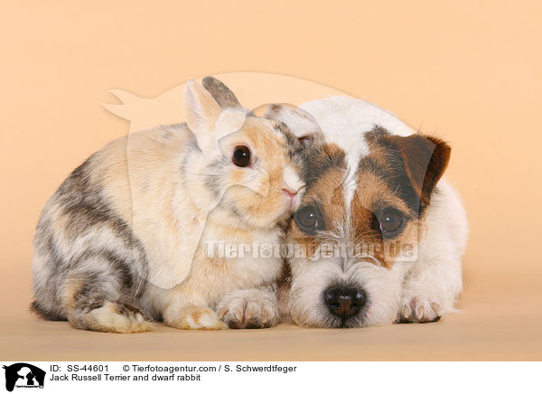 Jack Russell Terrier and dwarf rabbit / SS-44601