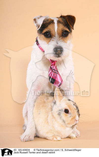Jack Russell Terrier and dwarf rabbit / SS-44604