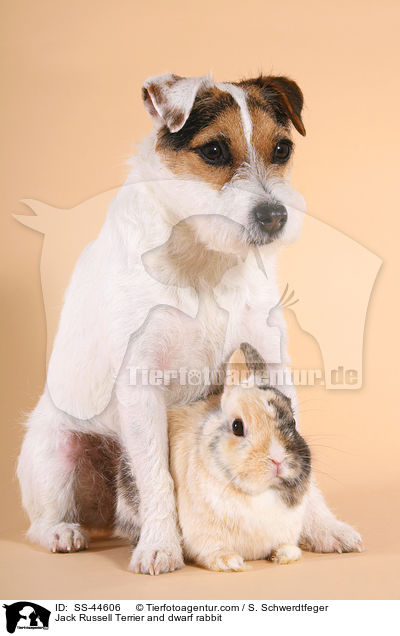 Jack Russell Terrier and dwarf rabbit / SS-44606