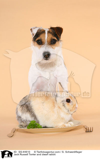 Jack Russell Terrier and dwarf rabbit / SS-44610