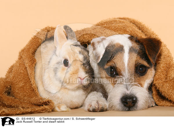 Jack Russell Terrier and dwarf rabbit / SS-44612
