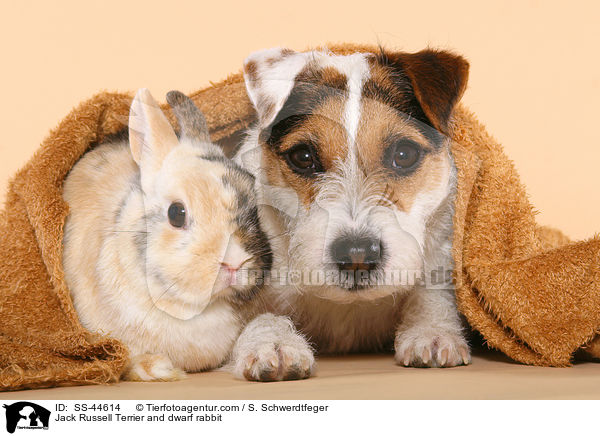 Jack Russell Terrier and dwarf rabbit / SS-44614