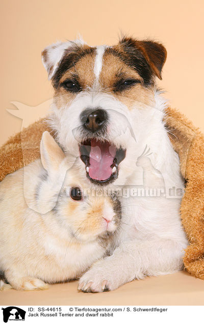 Jack Russell Terrier and dwarf rabbit / SS-44615