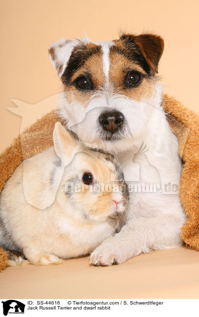 Jack Russell Terrier and dwarf rabbit / SS-44616
