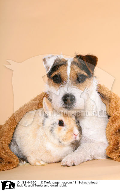 Jack Russell Terrier and dwarf rabbit / SS-44620