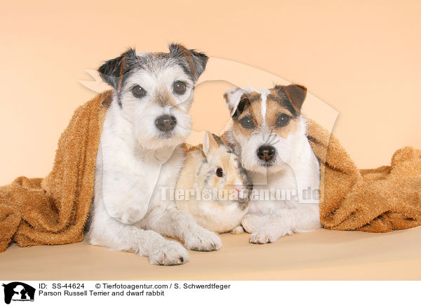 Parson Russell Terrier and dwarf rabbit / SS-44624
