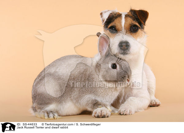 Jack Russell Terrier and dwarf rabbit / SS-44633