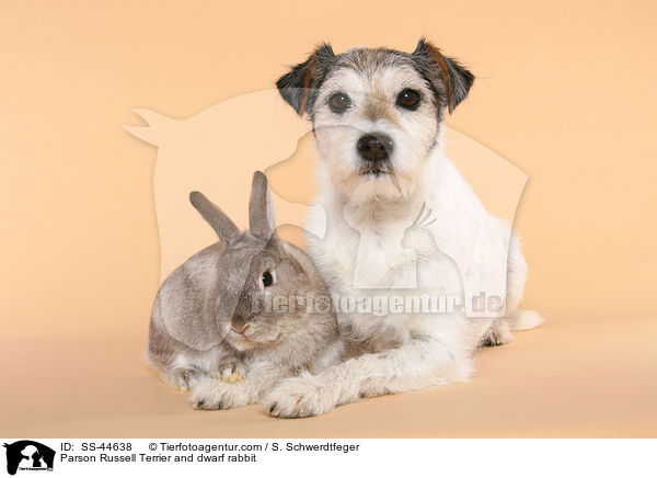 Parson Russell Terrier and dwarf rabbit / SS-44638
