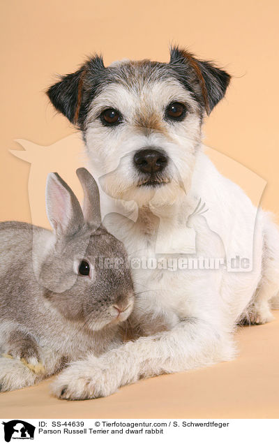 Parson Russell Terrier and dwarf rabbit / SS-44639