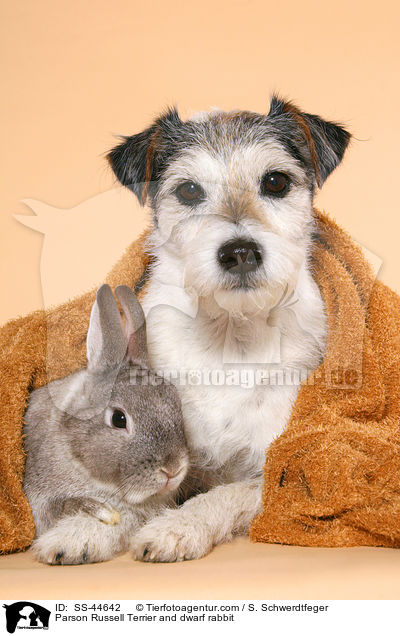 Parson Russell Terrier and dwarf rabbit / SS-44642