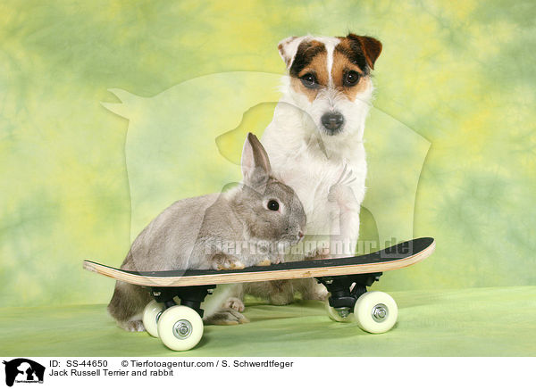 Jack Russell Terrier and rabbit / SS-44650