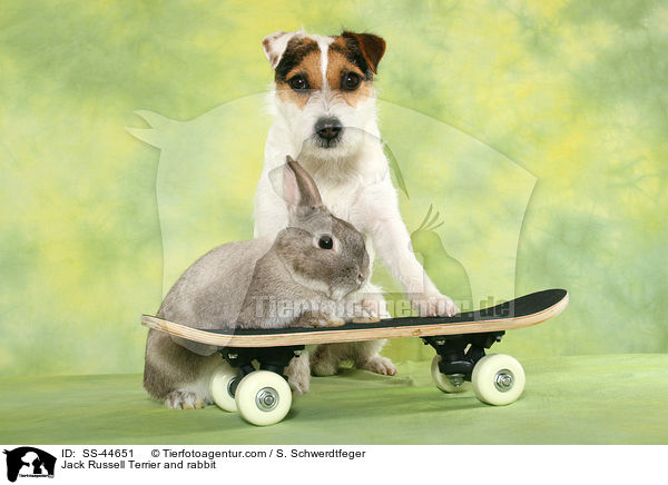 Parson Russell Terrier und Kaninchen / Parson Russell Terrier and rabbit / SS-44651