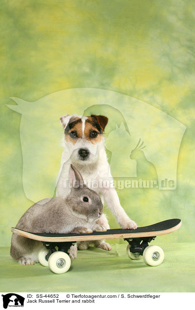 Parson Russell Terrier und Kaninchen / Parson Russell Terrier and rabbit / SS-44652