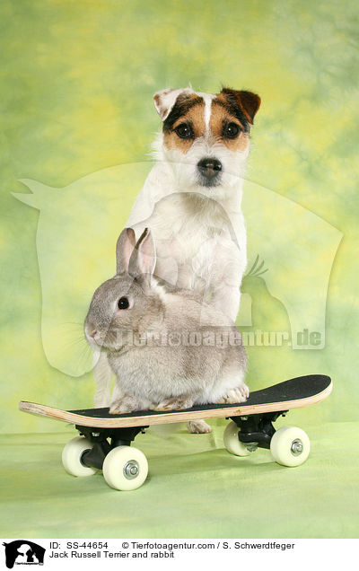 Parson Russell Terrier und Kaninchen / Parson Russell Terrier and rabbit / SS-44654