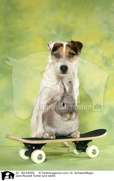 Parson Russell Terrier und Kaninchen / Parson Russell Terrier and rabbit / SS-44655