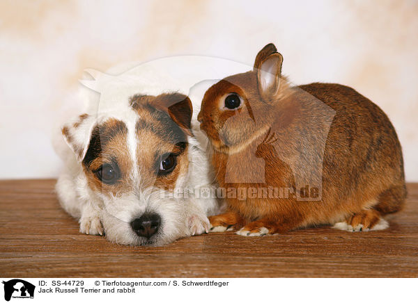 Jack Russell Terrier and rabbit / SS-44729