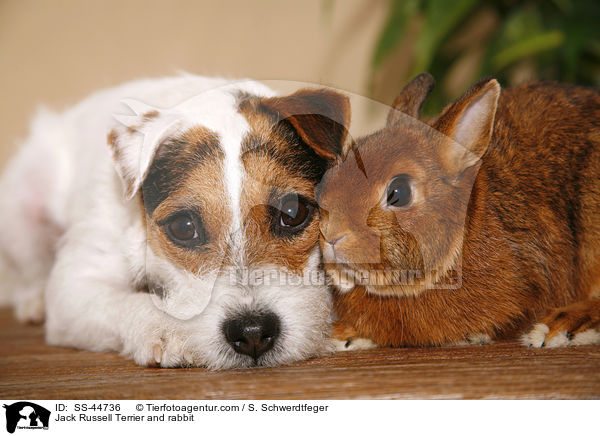 Jack Russell Terrier and rabbit / SS-44736