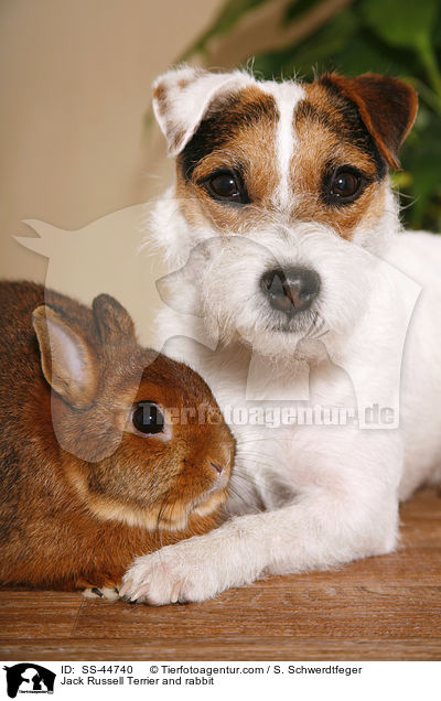 Jack Russell Terrier and rabbit / SS-44740