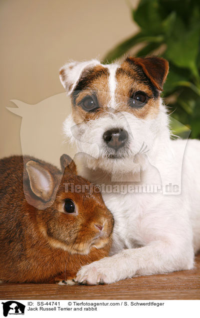 Parson Russell Terrier und Kaninchen / Parson Russell Terrier and rabbit / SS-44741