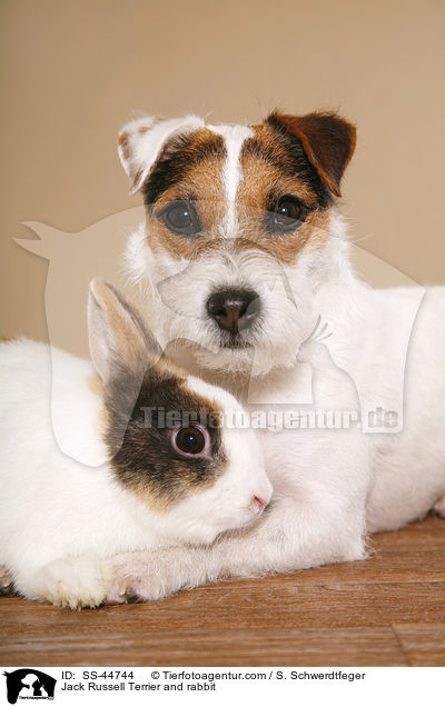 Jack Russell Terrier and rabbit / SS-44744