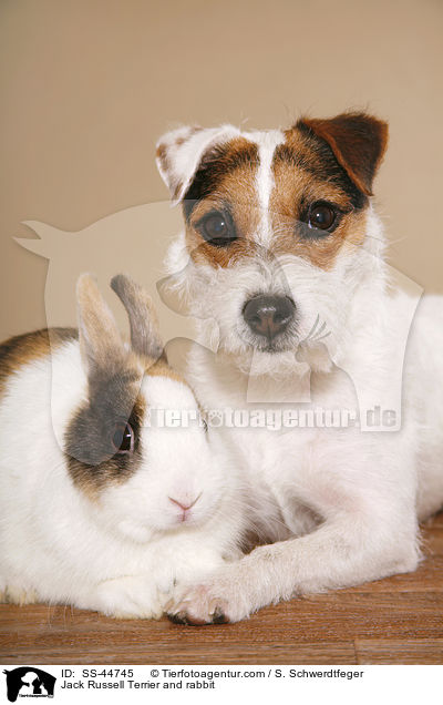 Jack Russell Terrier and rabbit / SS-44745