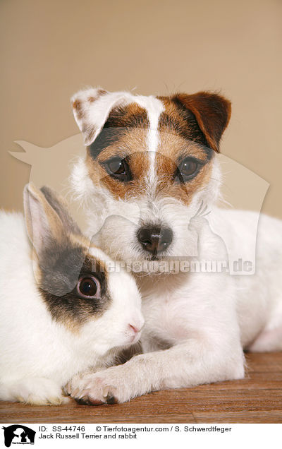 Jack Russell Terrier and rabbit / SS-44746