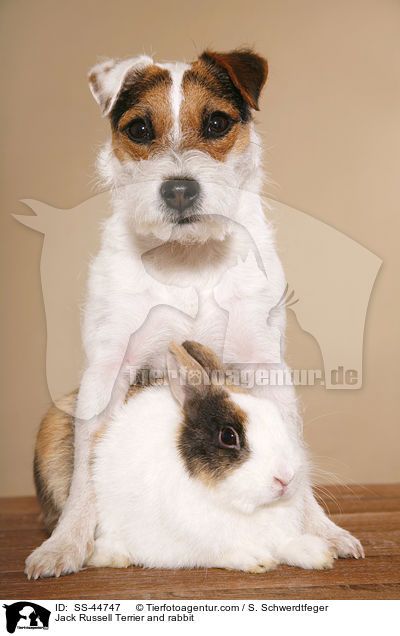 Parson Russell Terrier und Kaninchen / Parson Russell Terrier and rabbit / SS-44747