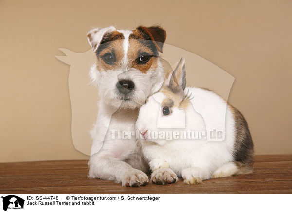 Jack Russell Terrier and rabbit / SS-44748