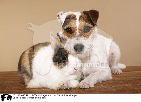 Jack Russell Terrier and rabbit / SS-44749