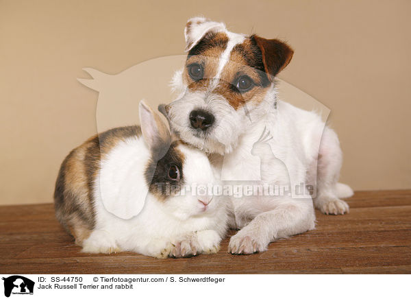 Jack Russell Terrier and rabbit / SS-44750