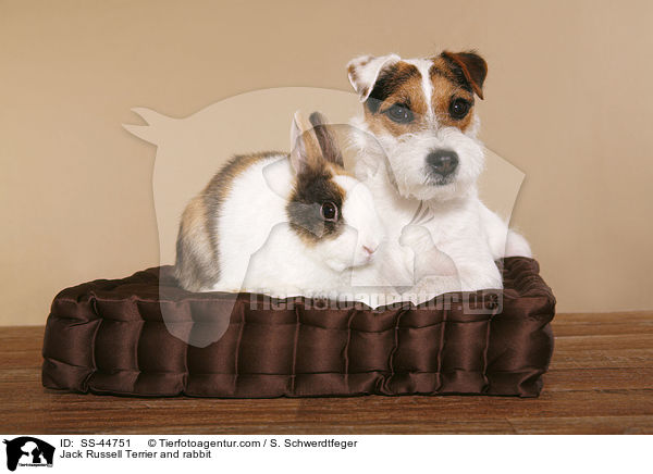 Jack Russell Terrier and rabbit / SS-44751
