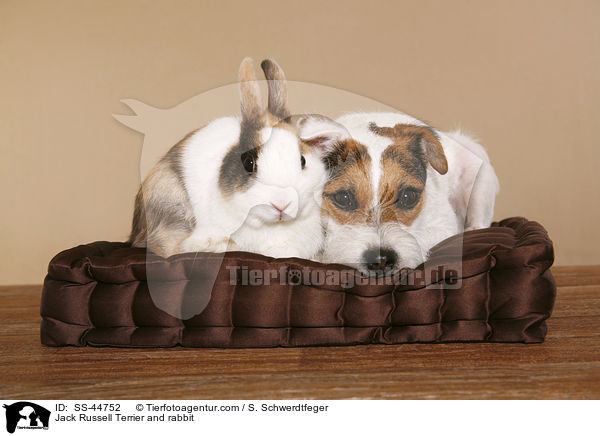 Jack Russell Terrier and rabbit / SS-44752