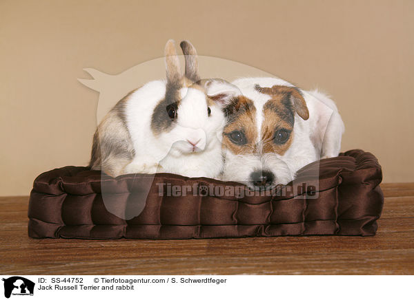 Parson Russell Terrier und Kaninchen / Parson Russell Terrier and rabbit / SS-44752