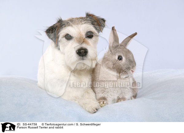 Parson Russell Terrier und Kaninchen / Parson Russell Terrier and rabbit / SS-44758