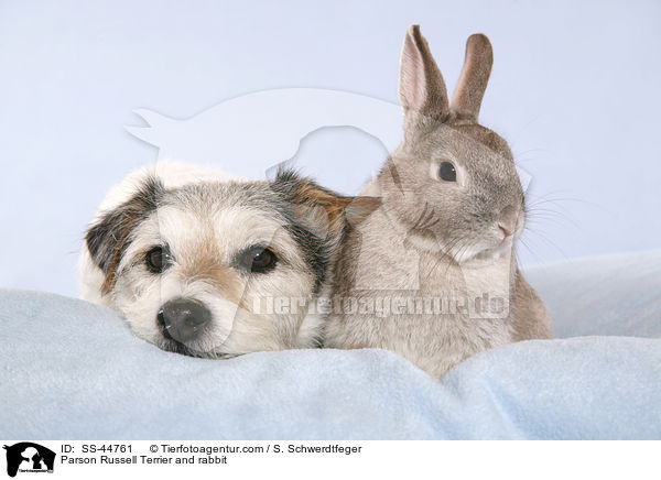 Parson Russell Terrier and rabbit / SS-44761