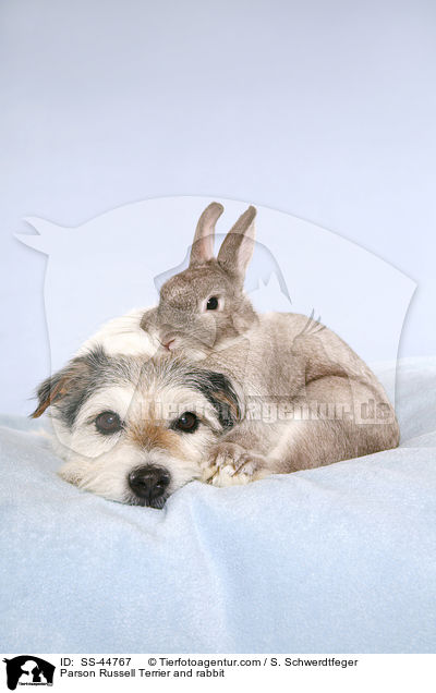 Parson Russell Terrier and rabbit / SS-44767