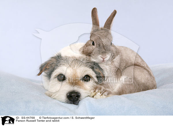 Parson Russell Terrier and rabbit / SS-44768