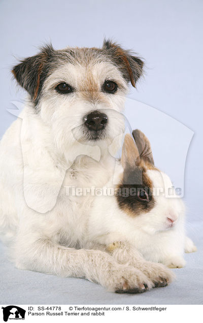 Parson Russell Terrier and rabbit / SS-44778