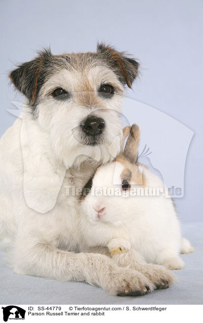 Parson Russell Terrier and rabbit / SS-44779