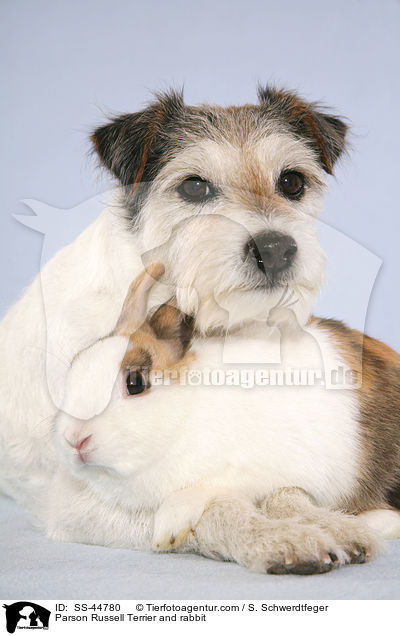 Parson Russell Terrier and rabbit / SS-44780