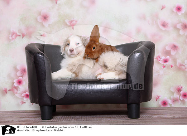 Australian Shepherd und Kaninchen / Australian Shepherd and Rabbit / JH-22480