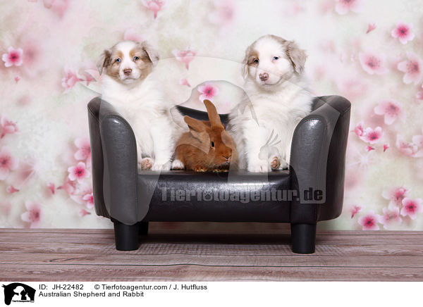 Australian Shepherd und Kaninchen / Australian Shepherd and Rabbit / JH-22482