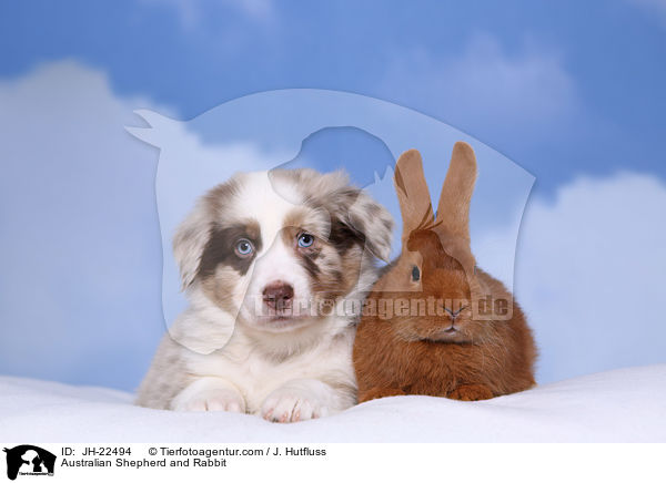 Australian Shepherd und Kaninchen / Australian Shepherd and Rabbit / JH-22494
