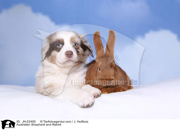 Australian Shepherd und Kaninchen / Australian Shepherd and Rabbit / JH-22495