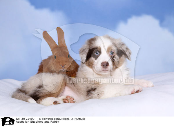 Australian Shepherd und Kaninchen / Australian Shepherd and Rabbit / JH-22499