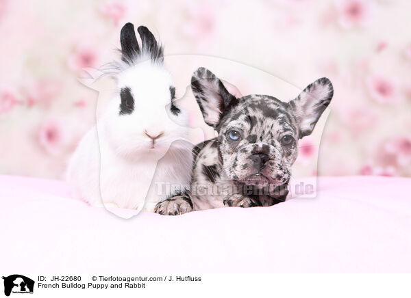 French Bulldog Puppy and Rabbit / JH-22680