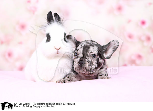 French Bulldog Puppy and Rabbit / JH-22681