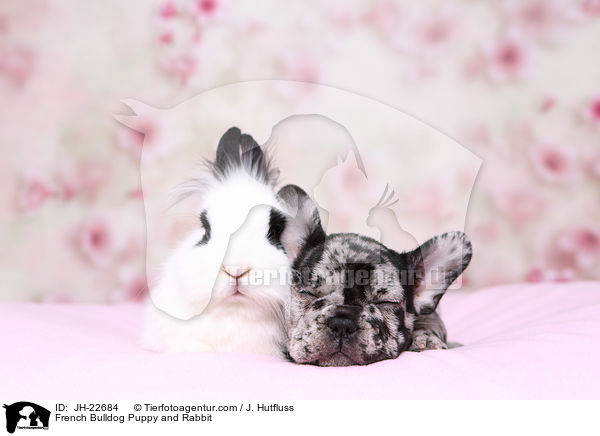 Franzsische Bulldogge Welpe und Kaninchen / French Bulldog Puppy and Rabbit / JH-22684